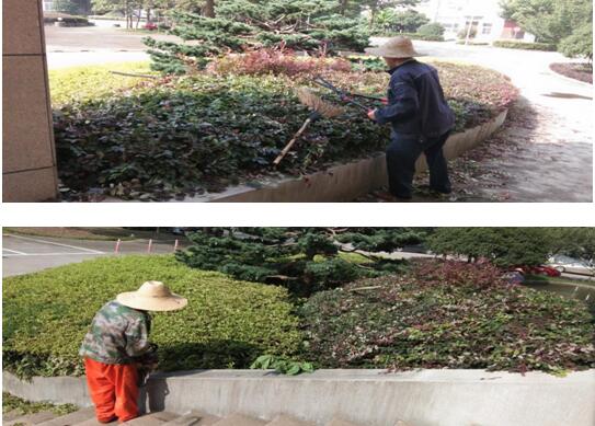 绿植建剪，美化环境